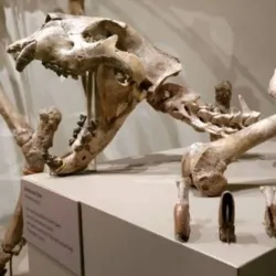 KU Natural History Museum - Lawrence