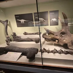 KU Natural History Museum - Lawrence