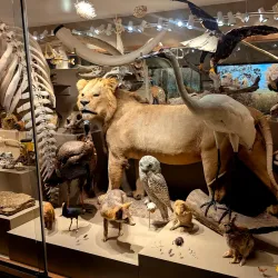 KU Natural History Museum - Lawrence