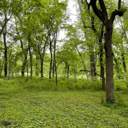 Ironwoods Park - Leawood