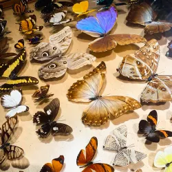 The Museum at Prairiefire - Leawood