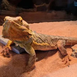 The Museum at Prairiefire - Leawood