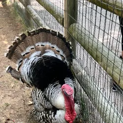 Deanna Rose Children's Farmstead - Overland Park