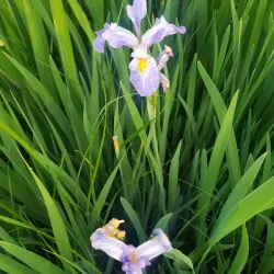 Shawnee Mission Park - Overland Park