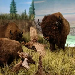 Rolling Hills Zoo - Salina