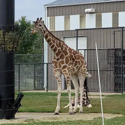 Rolling Hills Zoo - Salina