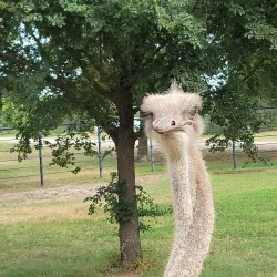 Rolling Hills Zoo - Salina