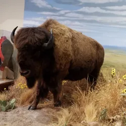 Kansas Museum of History - Topeka