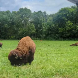 Kentucky Lake - Arlington