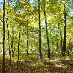 Kentucky Lake - Arlington