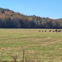 Land Between the Lakes National Recreation Area - Arlington