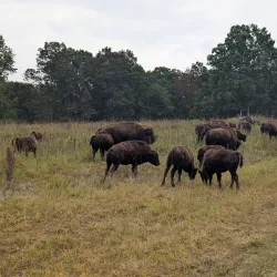 Land Between the Lakes National Recreation Area - Arlington