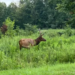 Land Between the Lakes National Recreation Area - Arlington