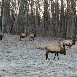 Land Between the Lakes National Recreation Area - Arlington