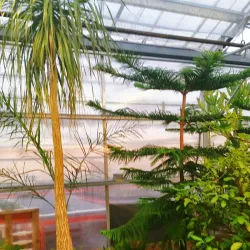 Murray State University - Arlington