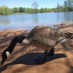Basil Griffin Park - Bowling Green
