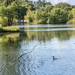 Basil Griffin Park - Bowling Green