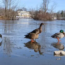 Basil Griffin Park - Bowling Green