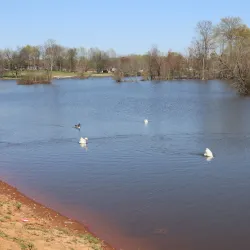 Basil Griffin Park - Bowling Green
