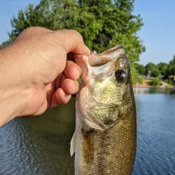 Basil Griffin Park - Bowling Green