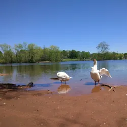 Basil Griffin Park - Bowling Green