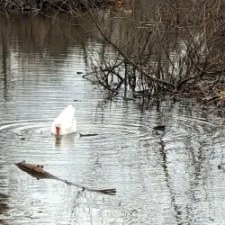 Basil Griffin Park - Bowling Green