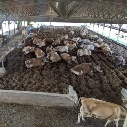 Chaney's Dairy Barn - Bowling Green