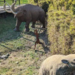 Big Bone Lick State Historic Site - Burlington