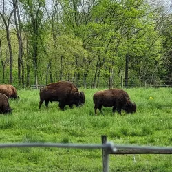 Big Bone Lick State Historic Site - Burlington