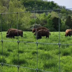 Big Bone Lick State Historic Site - Burlington
