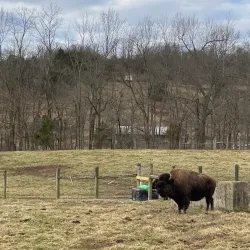 Big Bone Lick State Historic Site - Burlington