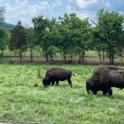 Big Bone Lick State Historic Site - Burlington