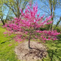 Boone County Arboretum - Burlington
