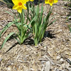 Boone County Arboretum - Burlington