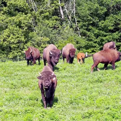 Big Bone Lick State Historic Site - Edgewood