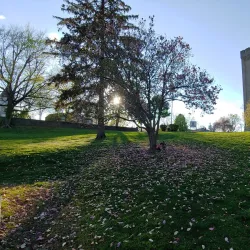 Tower Park - Edgewood