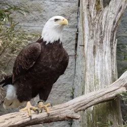 Salato Wildlife Education Center - Frankfort