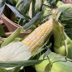 Georgetown Farmers Market - Georgetown