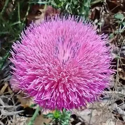 Hopkinsville Greenway Trail - Hopkinsville