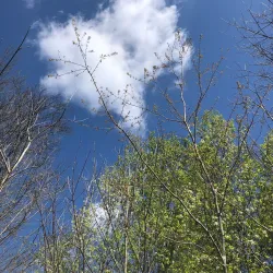 Hopkinsville Greenway Trail - Hopkinsville