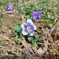 Hopkinsville Greenway Trail - Hopkinsville