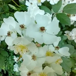 Hopkinsville Greenway Trail - Hopkinsville