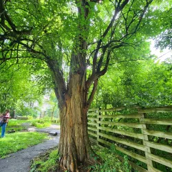 Trail of Tears Commemorative Park - Hopkinsville