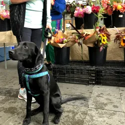 Lexington Farmers Market - Lexington