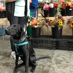 Lexington Farmers Market - Lexington