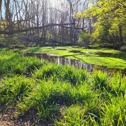 McConnell Springs - Lexington