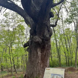 McConnell Springs - Lexington