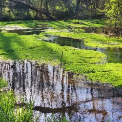 McConnell Springs - Lexington