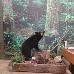 Cumberland Gap Welcome Center - Middlesborough