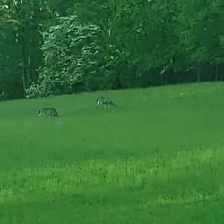 Little Shepherd Trail - Middlesborough